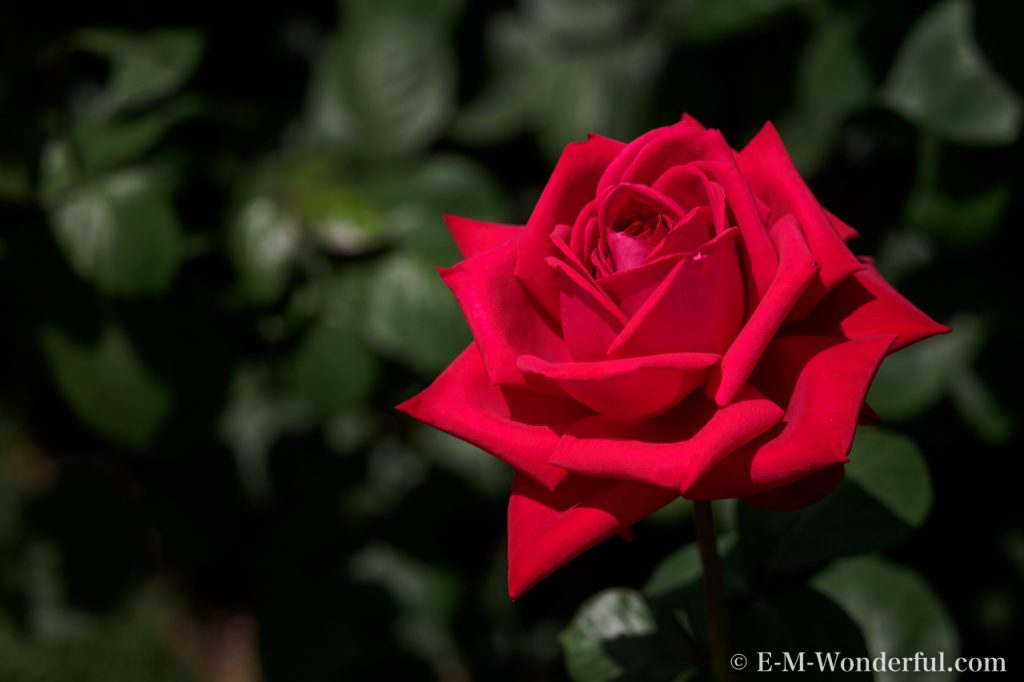 20150517 P5170238 1024x682 - 都会の中心でたくさんのバラを見れる、中之島公園バラ園その2