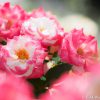 20160515 P5150761 100x100 - 都会の中心でたくさんのバラを見れる、中之島公園バラ園その1