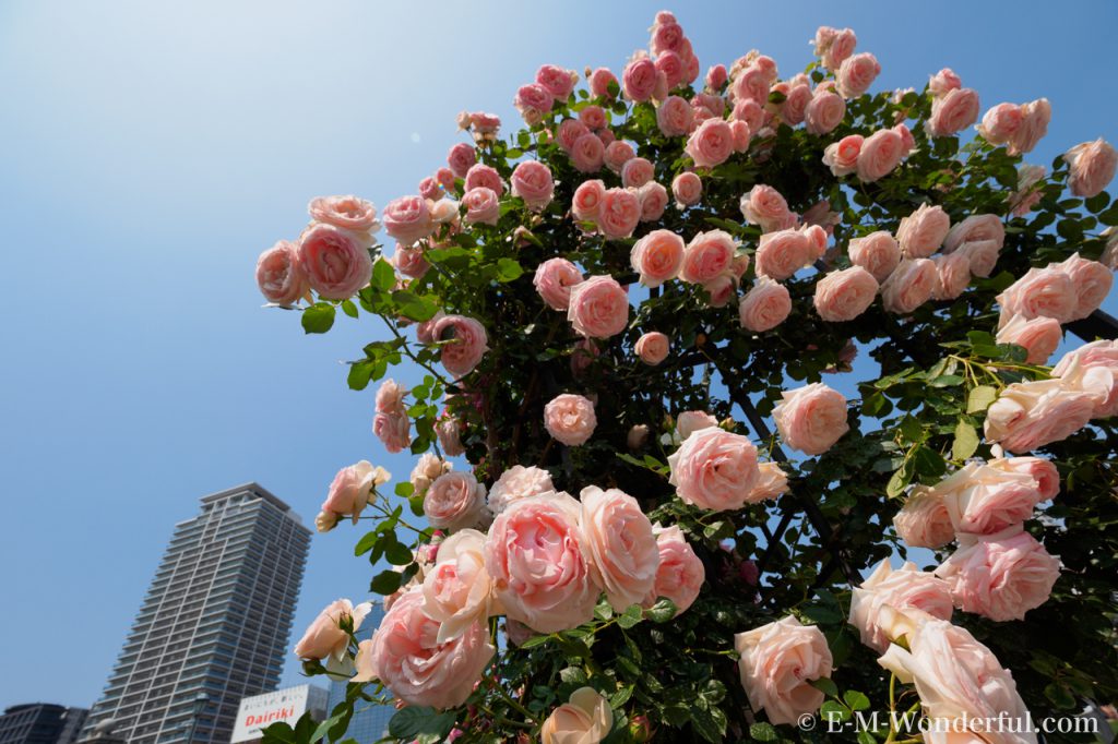 20160515 P5151021 1024x682 - 都会の中心でたくさんのバラを見れる、中之島公園バラ園その2