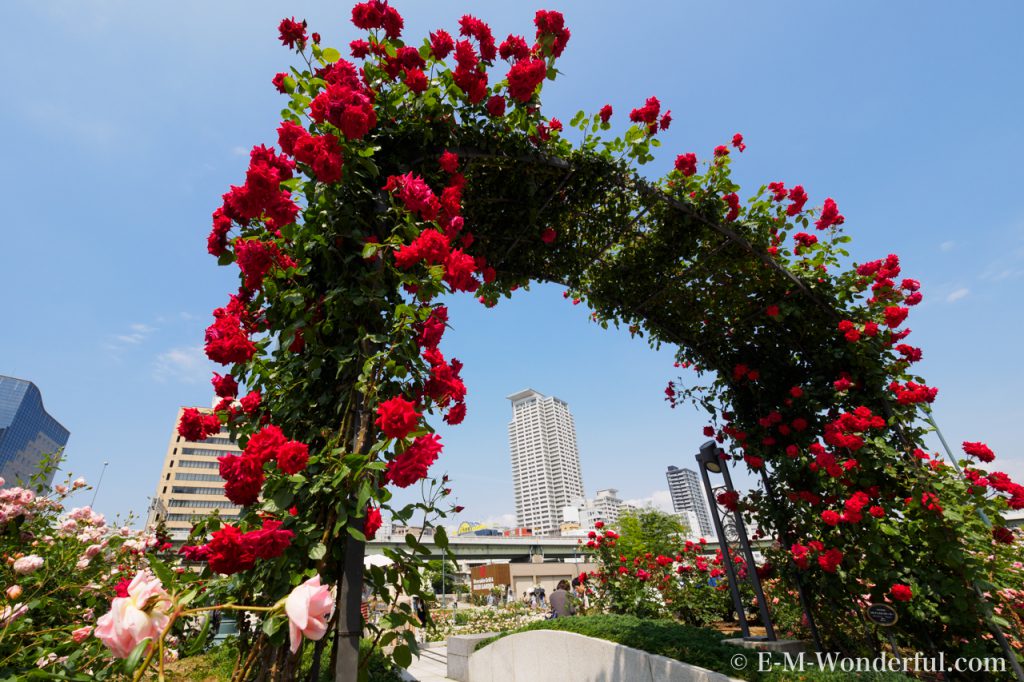20160515 P5151047 1024x682 - 都会の中心でたくさんのバラを見れる、中之島公園バラ園その1