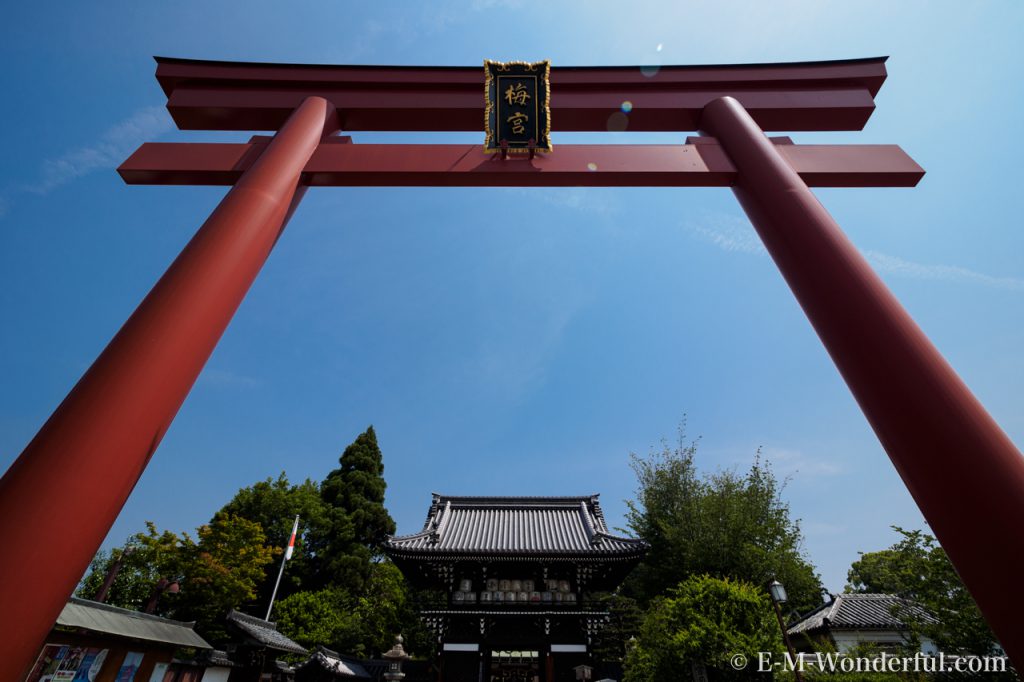 20160522 P5221132 1024x682 - 梅宮大社に行ってきました~その1~境内を散策