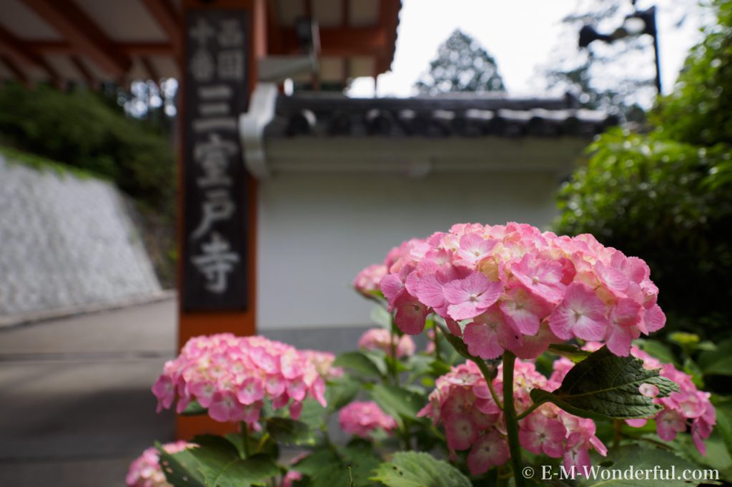 20160611 P6110081 1024x682 - 京都のあじさい寺、三室戸寺に行ってきました~その1~