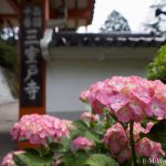 20160611 P6110081 150x150 - 京都のあじさい寺、三室戸寺に行ってきました~その1~