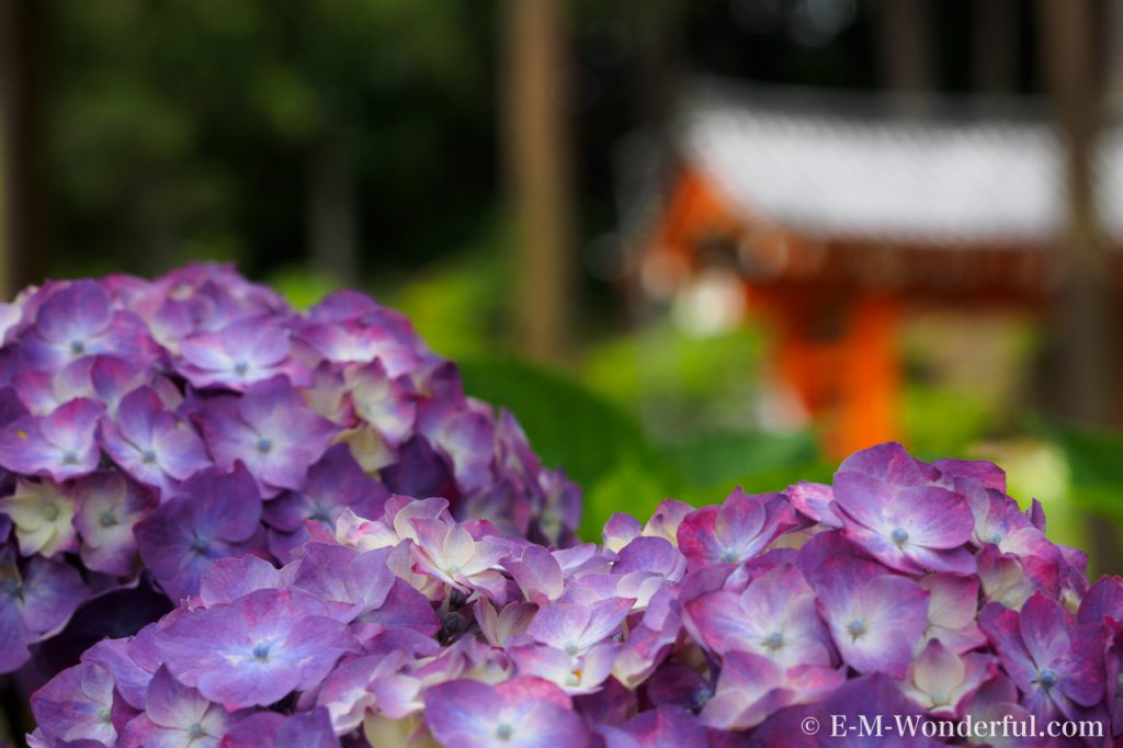 20160611 P6110198 1024x682 - 京都のあじさい寺、三室戸寺に行ってきました~その2~