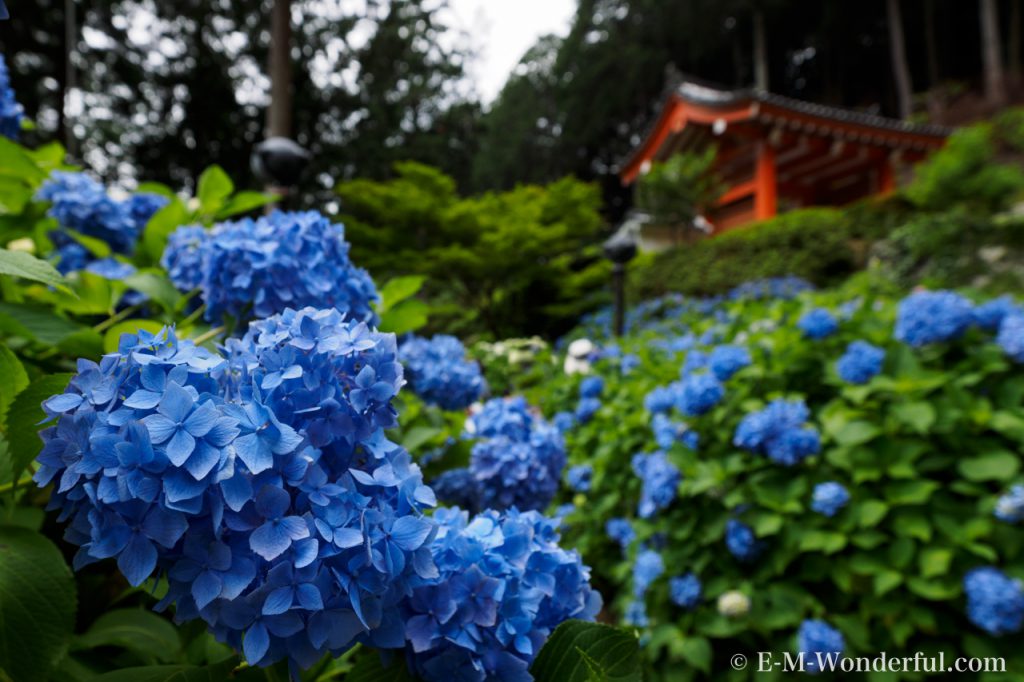 20160611 P6110342 1024x682 - 京都のあじさい寺、三室戸寺に行ってきました~その2~