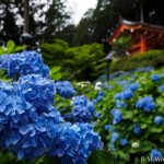 20160611 P6110342 150x150 - 奈良の長谷寺で紫陽花を撮影してきました