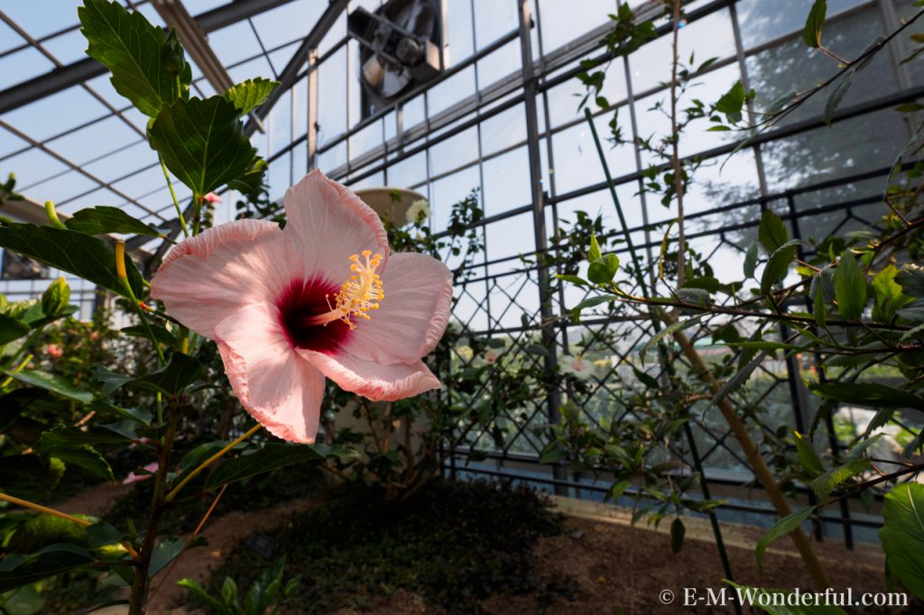 20160626 P6264948 1024x682 - 世界の珍しい植物を堪能、咲くやこの花館に行ってきました