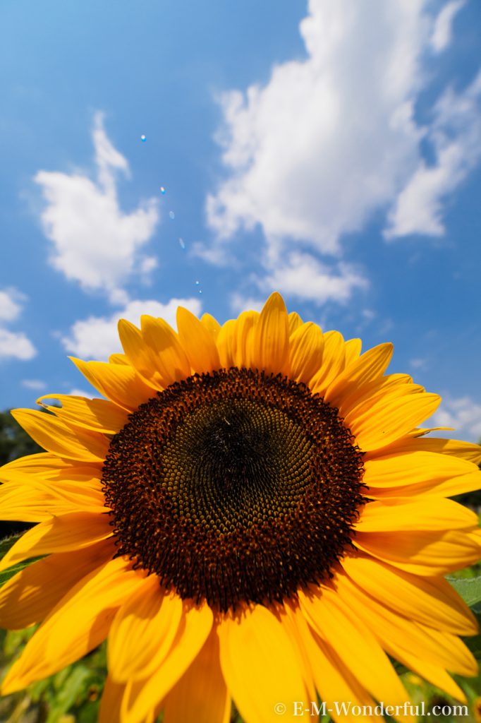 20160813 P8130258 682x1024 - 初心者でも簡単、デジイチで向日葵（ひまわり）を綺麗に撮る方法