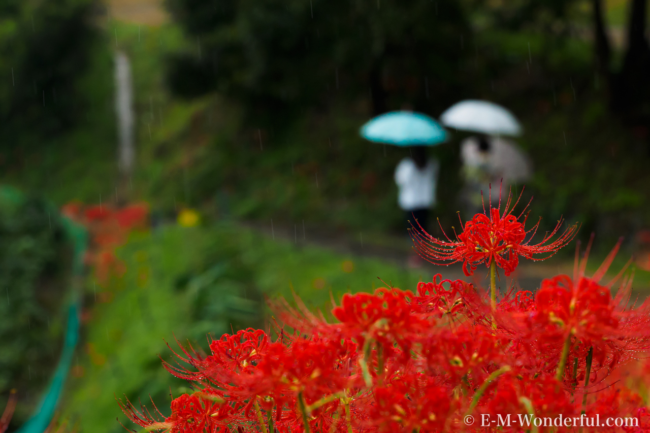 20160924 P9240344 - 明日香村に彼岸花（ヒガンバナ）を見に行ってきました