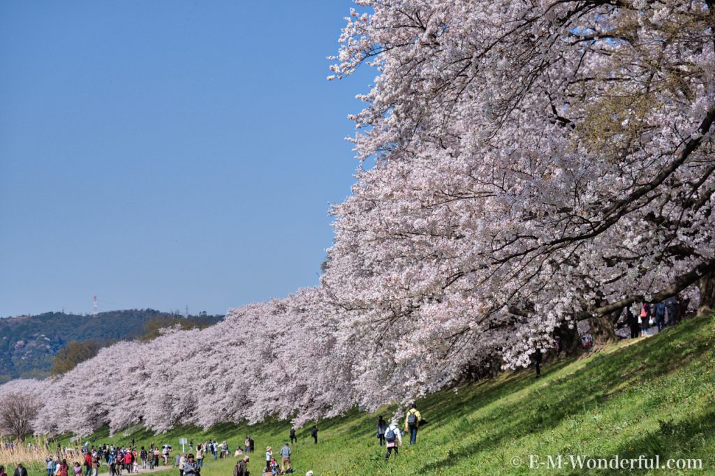 20180330 P3300340 AuroraHDR2018 edit 1024x682 - 京都の人気お花見スポット、淀川河川公園背割提の桜を見に行ってきました