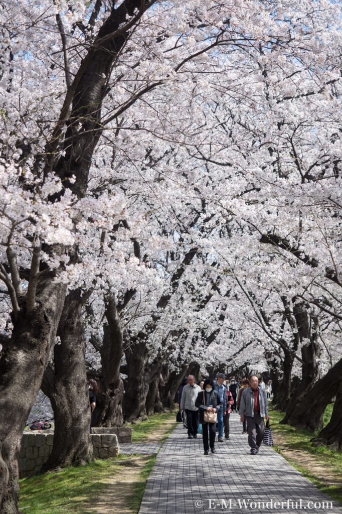 20180330 P3300730 Edit 682x1024 - 京都の人気お花見スポット、淀川河川公園背割提の桜を見に行ってきました