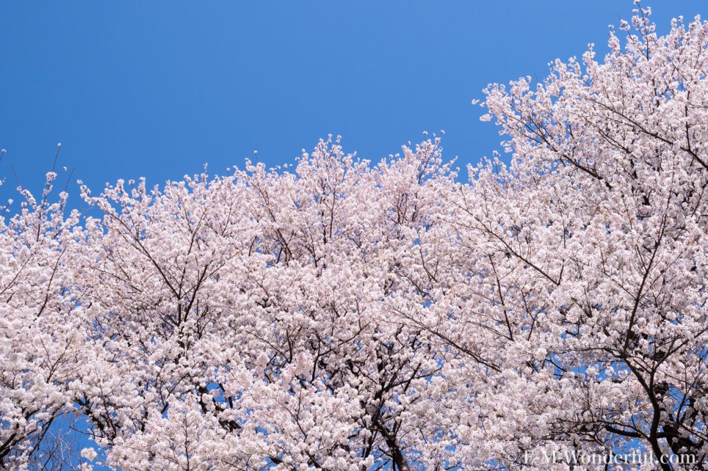 20180330 P3300640 1024x682 - 初心者でも簡単、デジイチで桜(さくら)を綺麗に撮る方法
