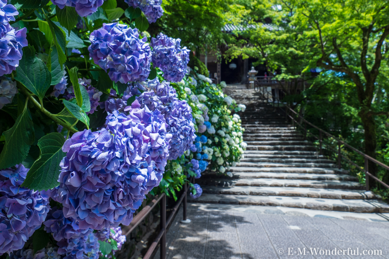 奈良の長谷寺で紫陽花を撮影してきました E M Wonderful