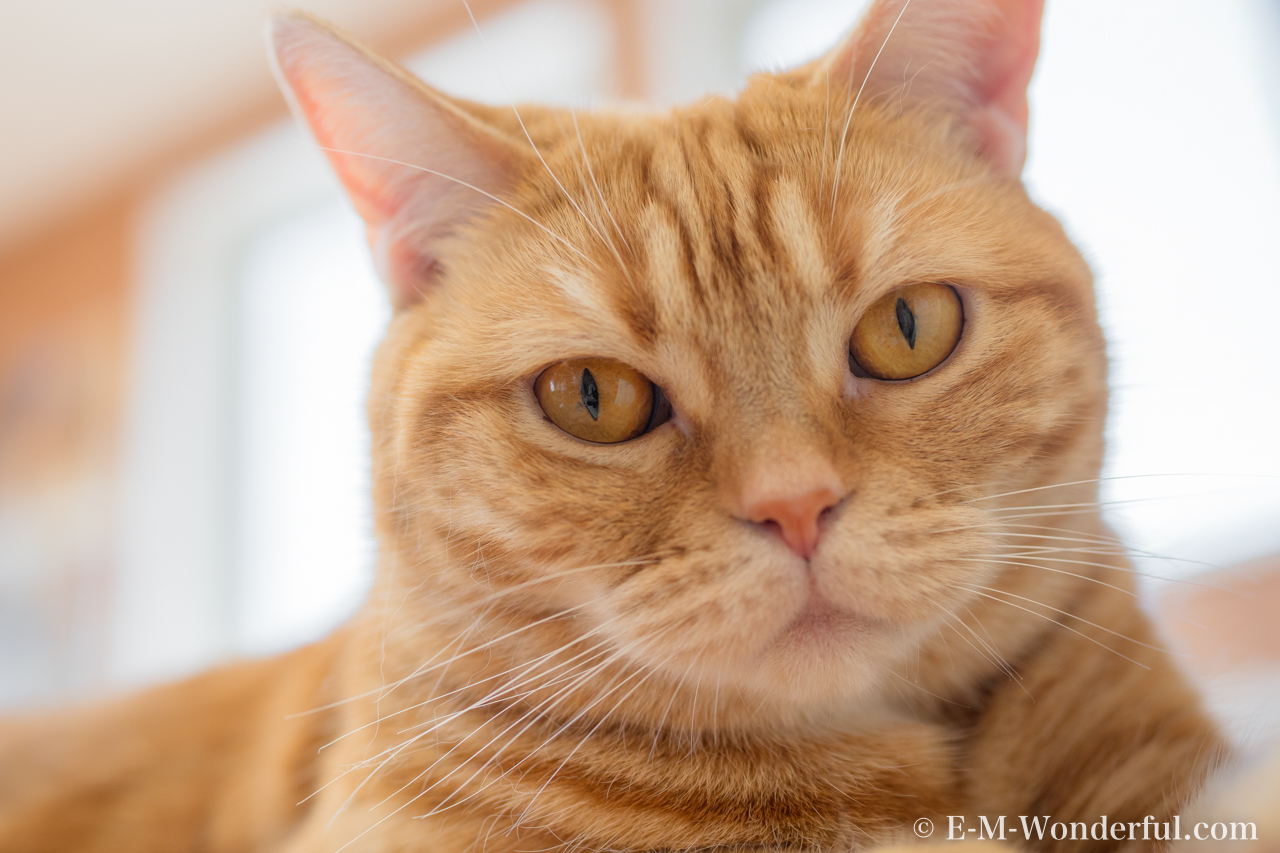 初心者でも簡単 デジイチで猫カフェのねこを可愛く撮る方法 E M Wonderful