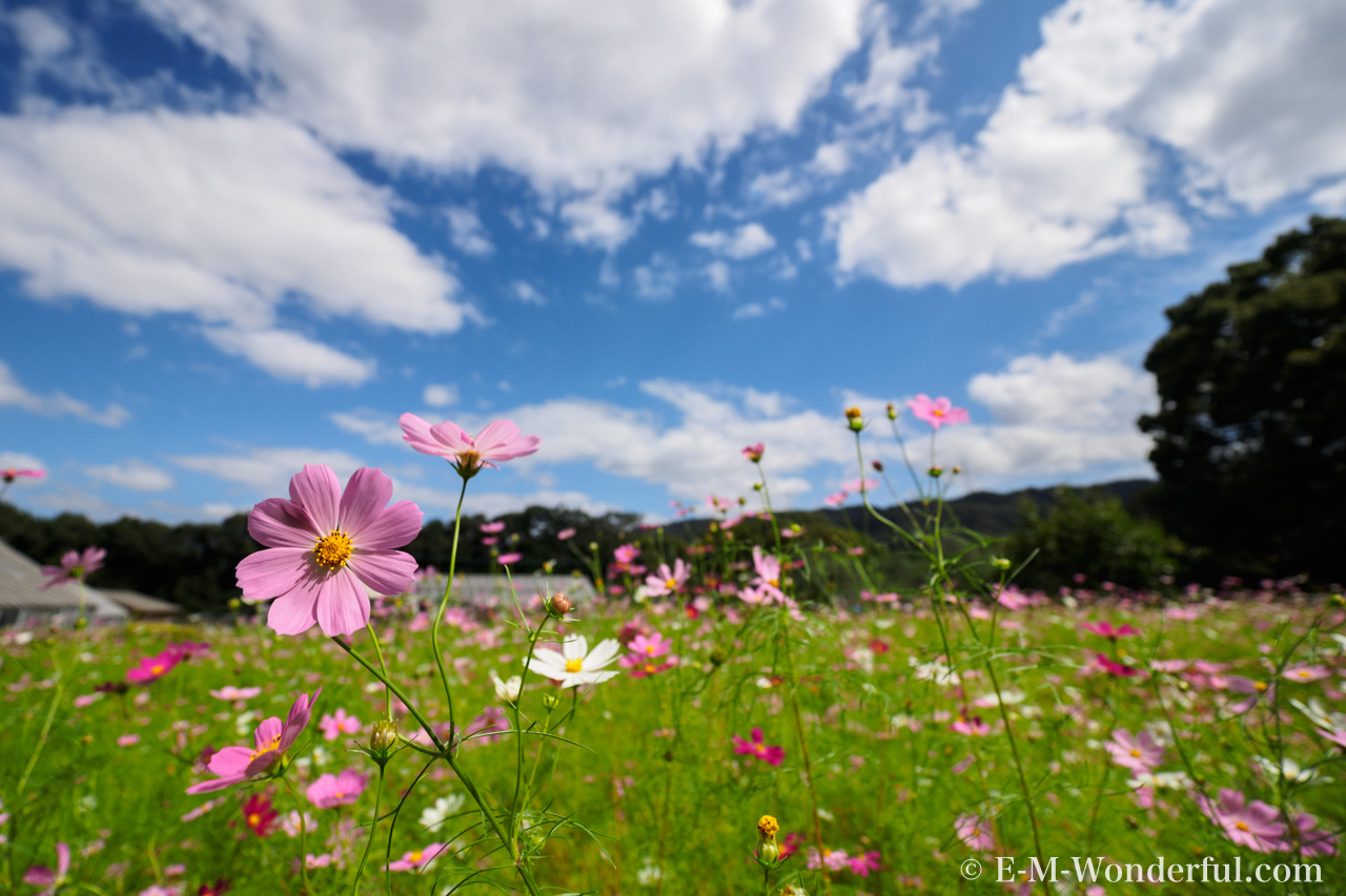 20161010 PA100030 2 - クリエイティブなツールが盛りだくさん、Luminar 3で使用できるフィルターを紹介