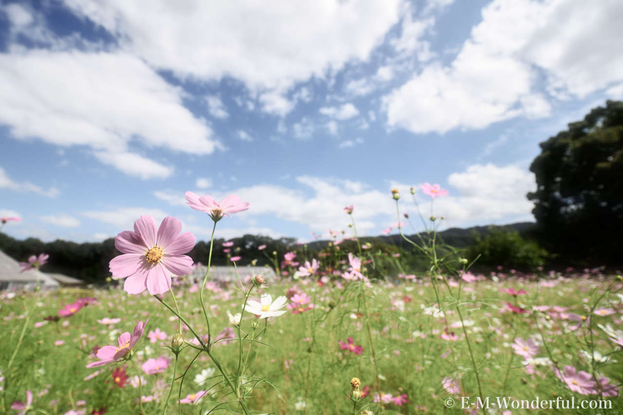 20161010 PA100030 Edit - クリエイティブなツールが盛りだくさん、Luminar 3で使用できるフィルターを紹介