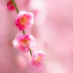 20190302 P3020048 3 Edit Edit 150x150 - 初心者でも簡単、デジイチで秋桜（コスモス）を綺麗に撮る方法