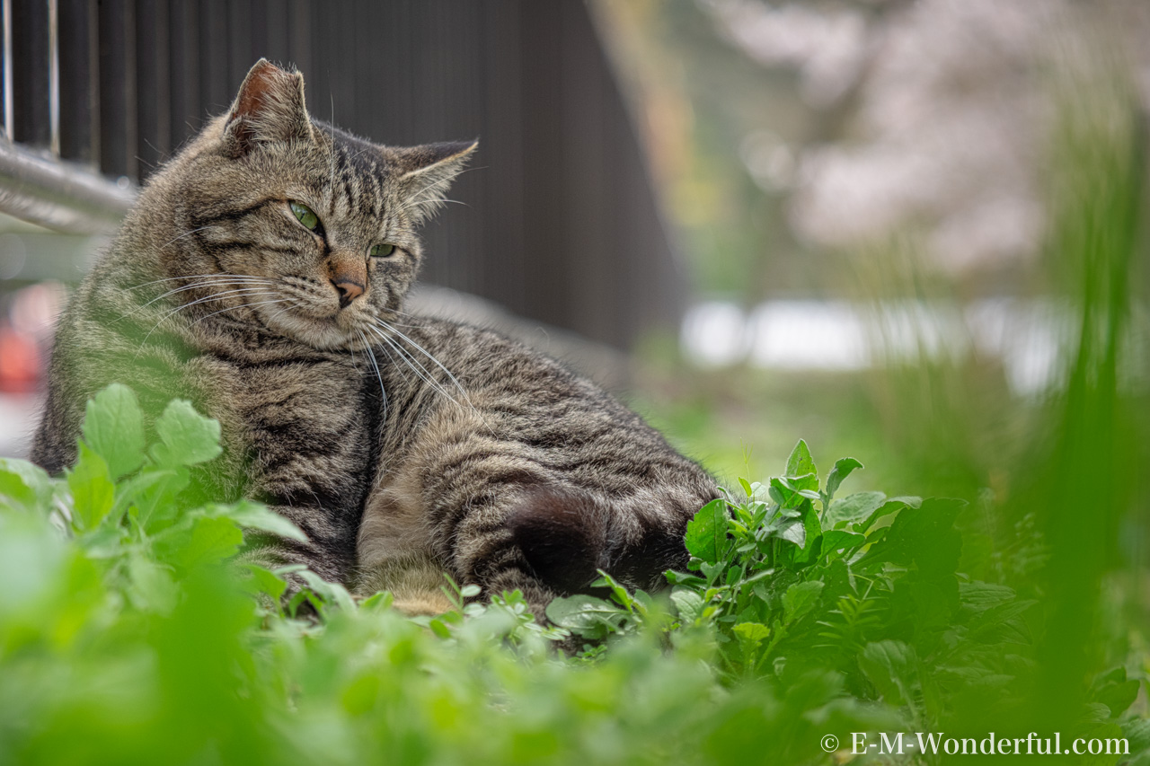 20160405 P4050333 Edit Edit - Luminarで猫写真を編集するヒント(Luminar 4)