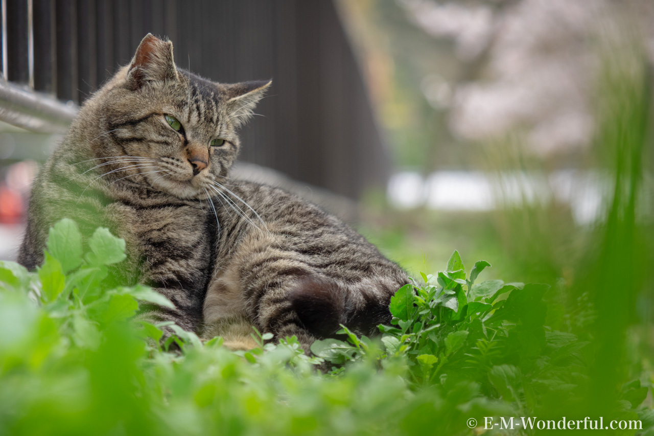 20160405 P4050333 Edit - Luminarで猫写真を編集するヒント(Luminar 4)