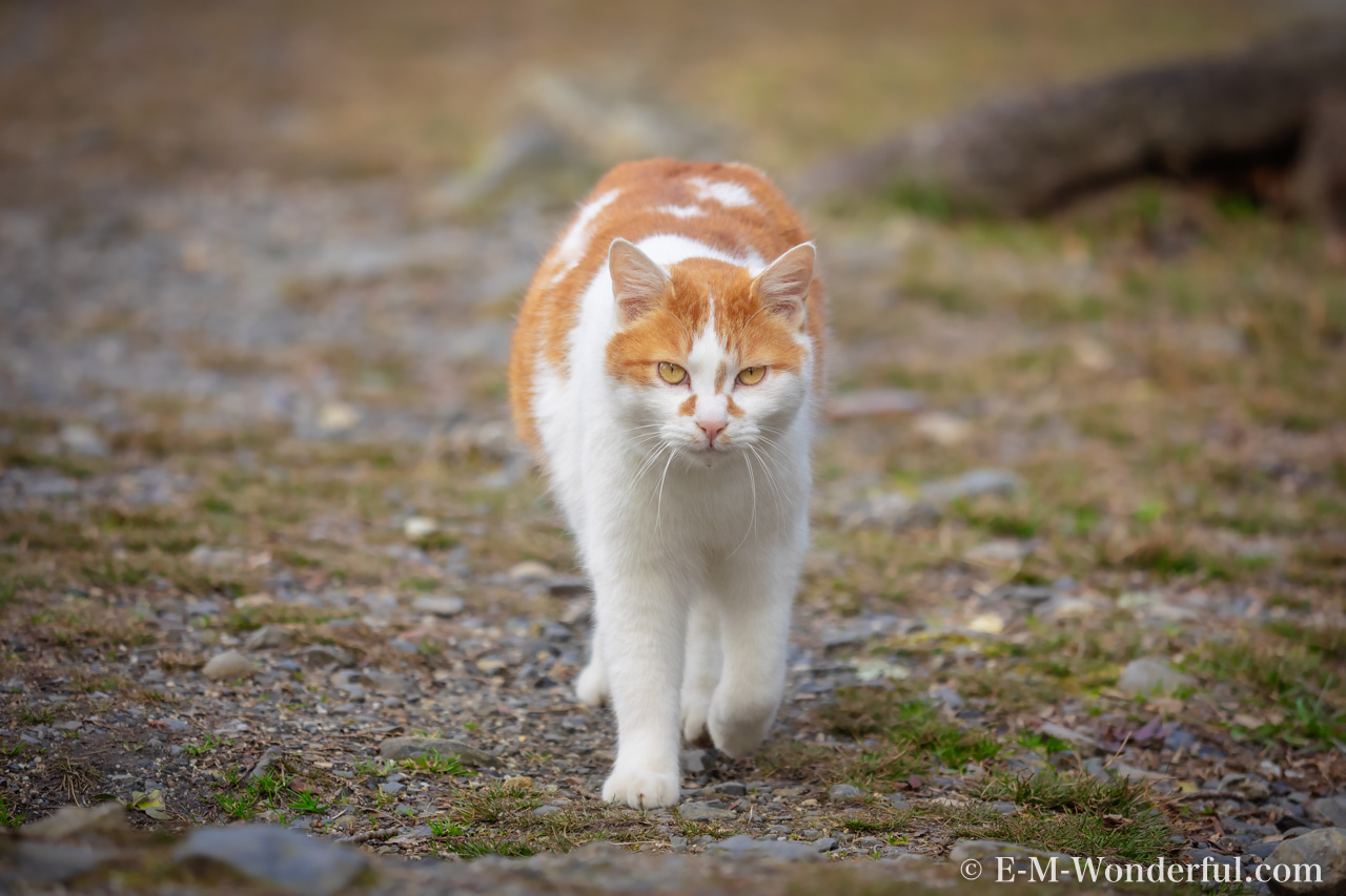 P2111006 Edit Edit - Luminarで猫写真を編集するヒント(Luminar 4)