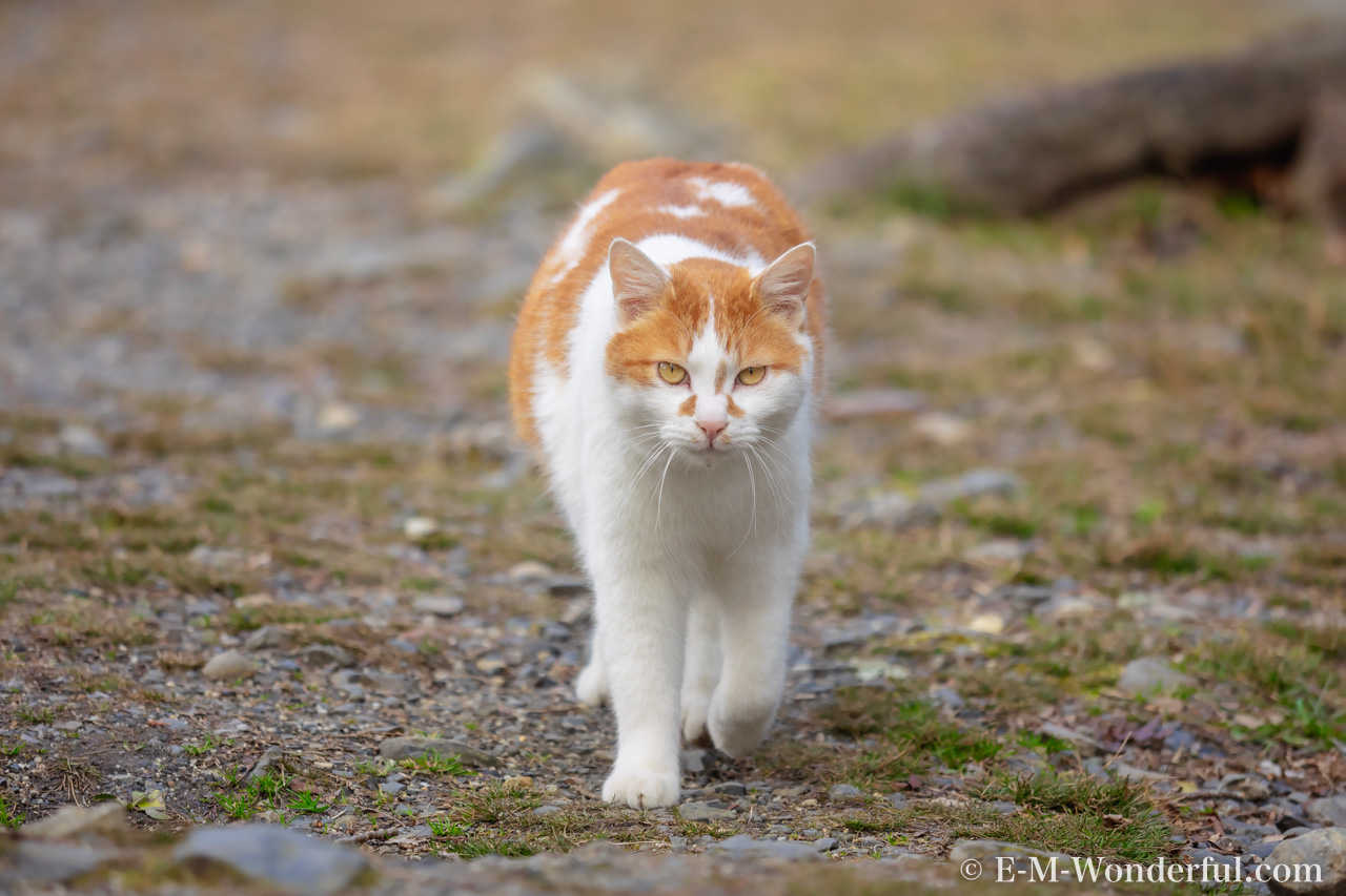 P2111006 Edit - Luminarで猫写真を編集するヒント(Luminar 4)