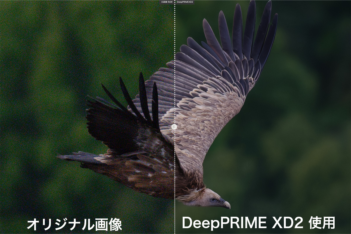 2024 03 04 15.50.59 - DxO PureRAW 4の新機能&使い方【DeepPRIME XD2・リアルタイムプレビュー・ノイズ除去設定】