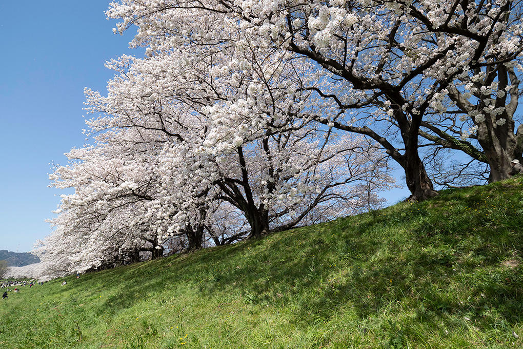 DxO FilmPack 8レビュー|特徴・使い方・無料体験版・購入方法を解説 20180330 P330057411 - DxO FilmPack 8レビュー|特徴・使い方・無料体験版・購入方法を解説