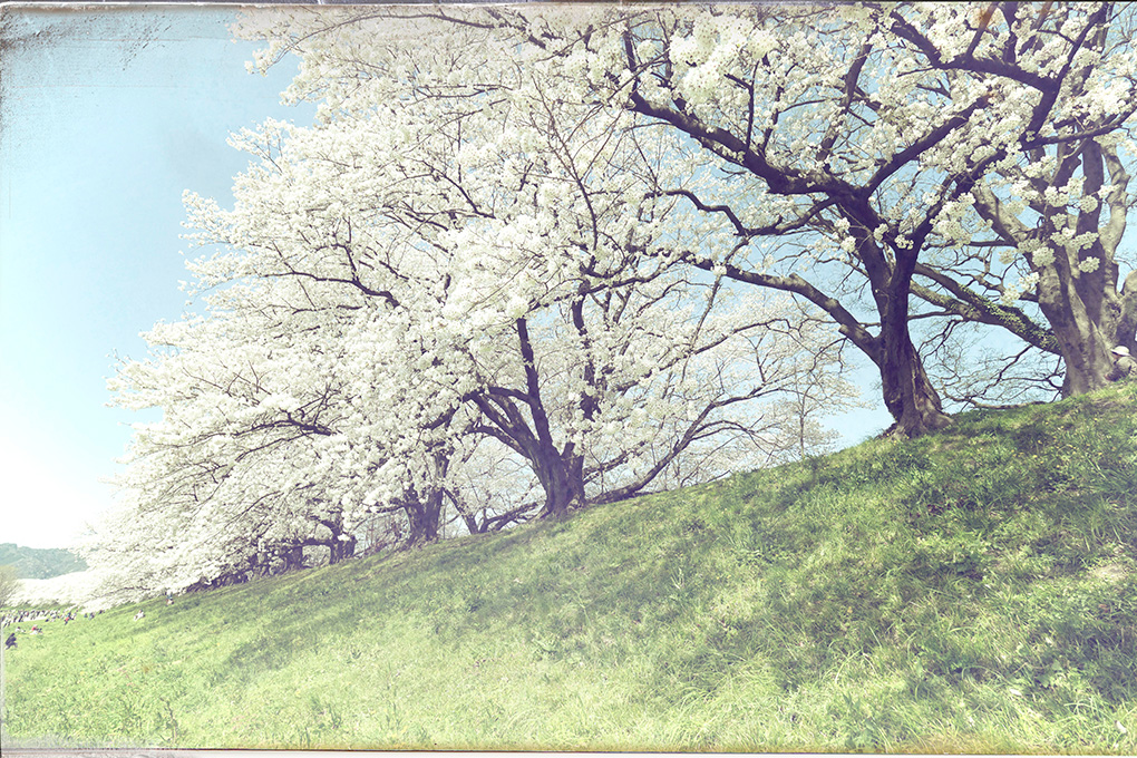 DxO FilmPack 8レビュー|特徴・使い方・無料体験版・購入方法を解説 20180330 P33005742 - DxO FilmPack 8レビュー|特徴・使い方・無料体験版・購入方法を解説